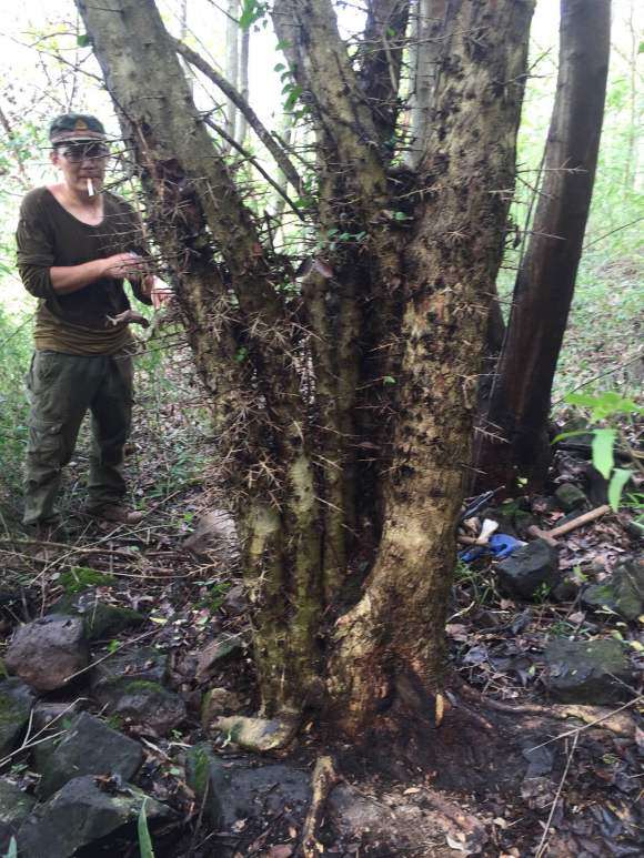 刺冬青下山桩不带土球能种活吗