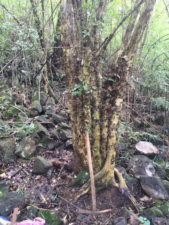 刺冬青下山桩不带土球能种活吗