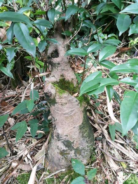 这颗冬青下山桩可以做盆景吗