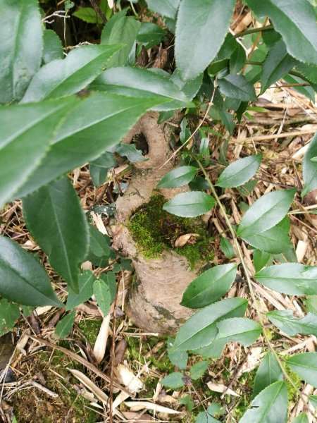 这颗冬青下山桩可以做盆景吗