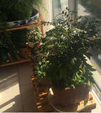 这样的阳台如何养好大阪松盆景