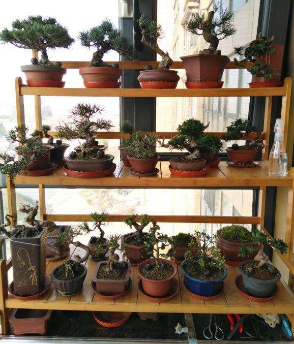 这样的阳台如何养好大阪松盆景