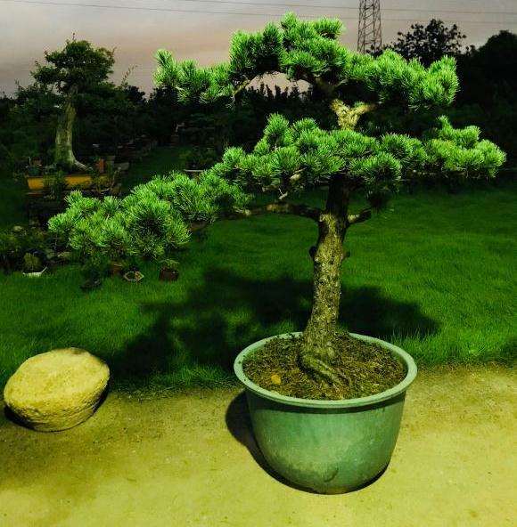 大阪松盆景的前后对比照