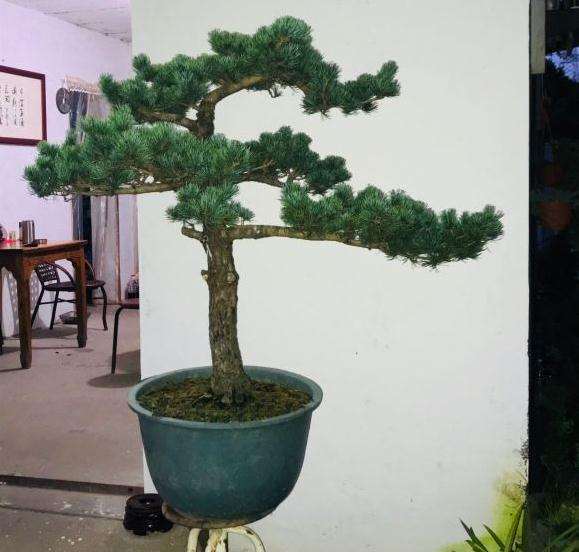 大阪松盆景的前后对比照