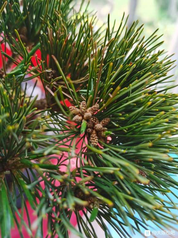 店家介绍是大阪松盆景 600元