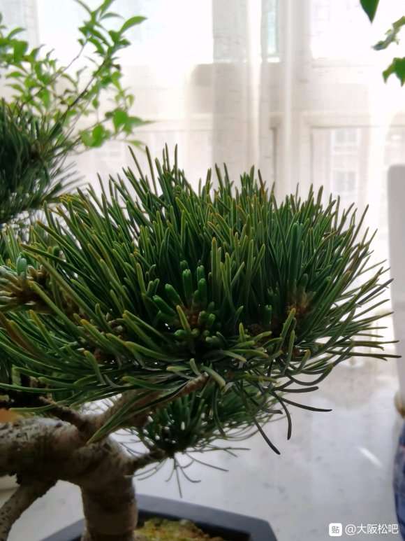 店家介绍是大阪松盆景 600元