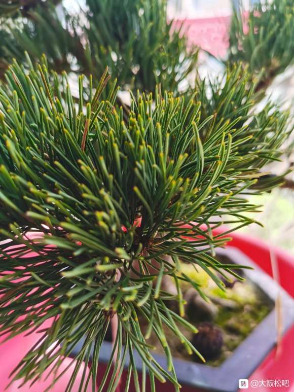 店家介绍是大阪松盆景 600元