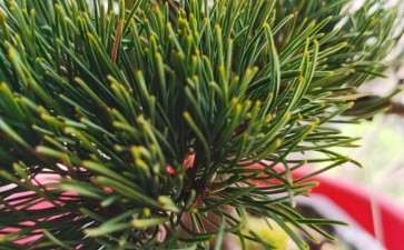 店家介绍是大阪松盆景 600元 贵吗 图片