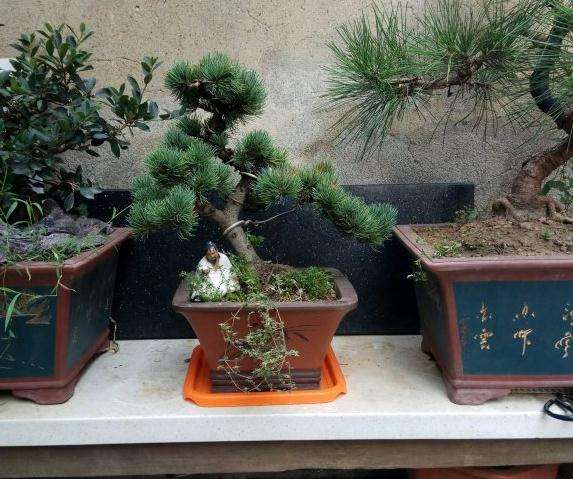 大阪松盆景的松针都黄