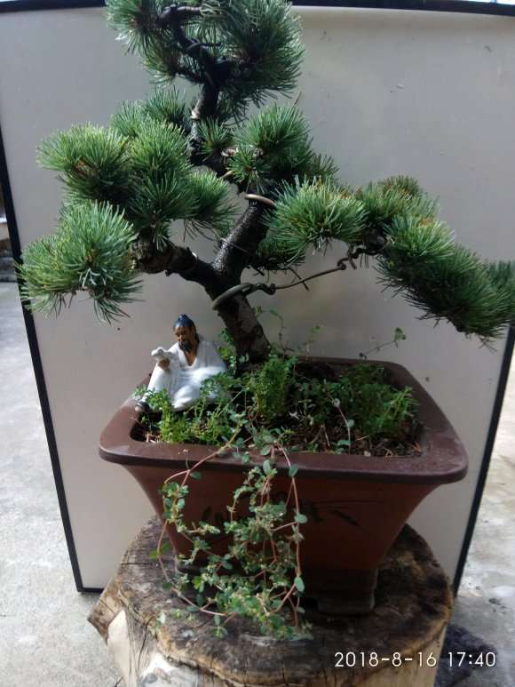 大阪松盆景的松针都黄