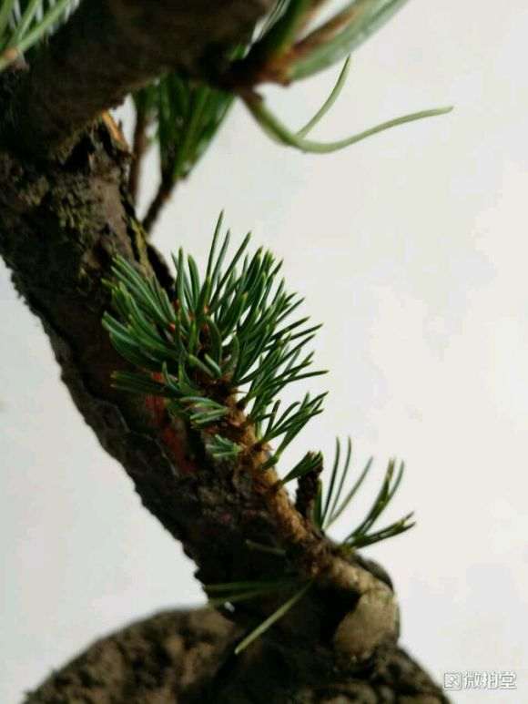 大阪松盆景1月份就开始嫁接