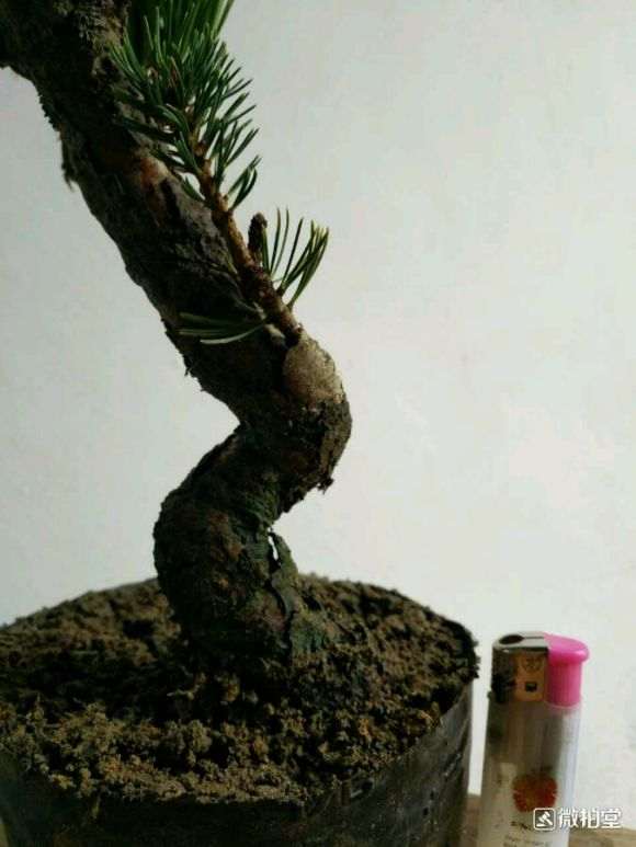 大阪松盆景1月份就开始嫁接