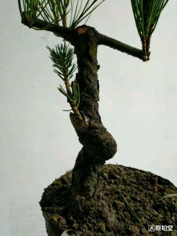 大阪松盆景1月份就开始嫁接