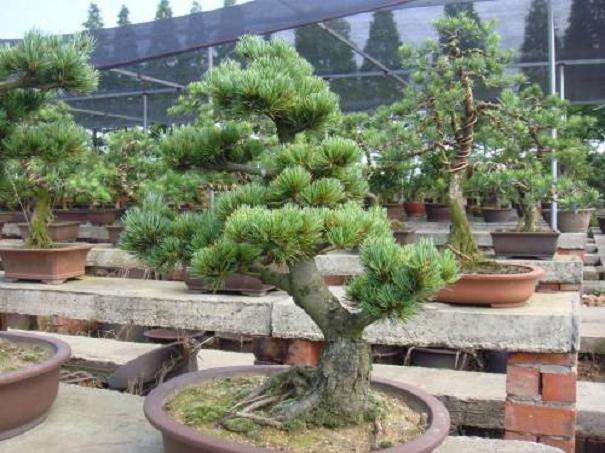 大阪松盆景一天到底能晒多长时间