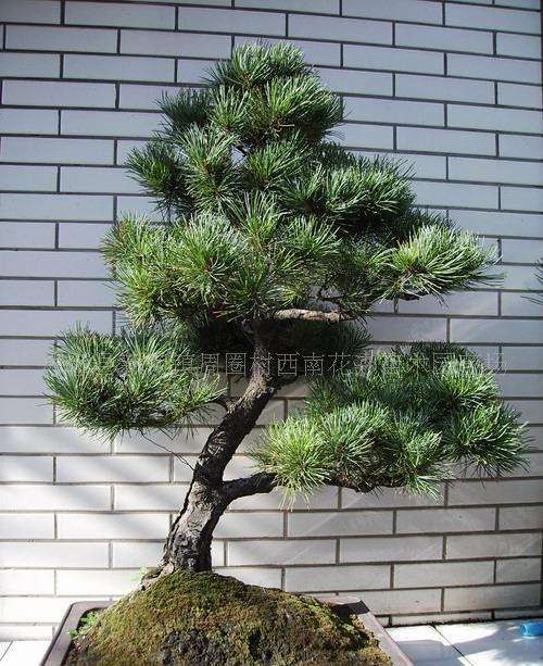 大阪松盆景一天到底能晒多长时间