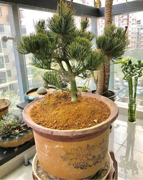 大阪松盆景如何做造型的方法