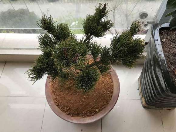 大阪松盆景如何做造型的方法