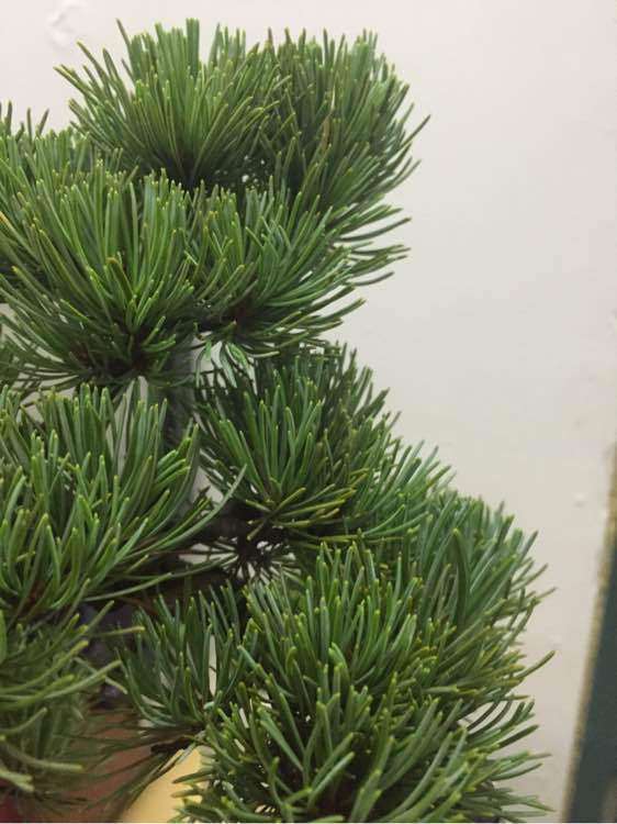 大阪松盆景叶子有点泛黄是正常现象吗