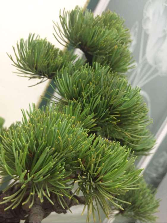 大阪松盆景叶子有点泛黄是正常现象吗