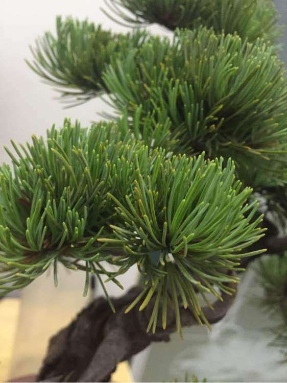 大阪松盆景叶子有点泛黄是正常现象吗