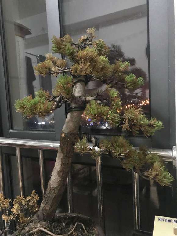 大阪松盆景全枯黄了 怎么办