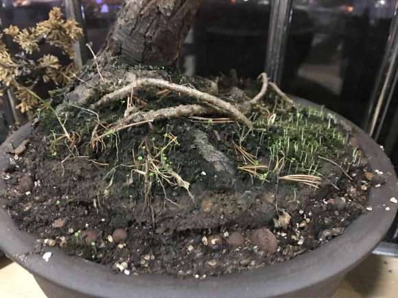 大阪松盆景全枯黄了 怎么办