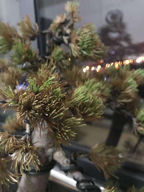 大阪松盆景全枯黄了 怎么办