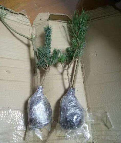 大阪松下山桩到底有没有种子