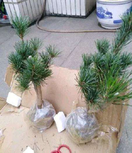 大阪松下山桩到底有没有种子