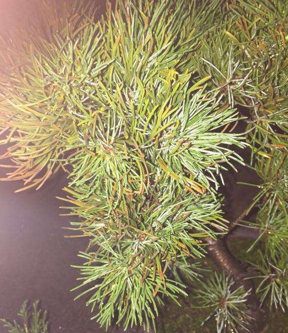 大阪松盆景黄叶怎么办