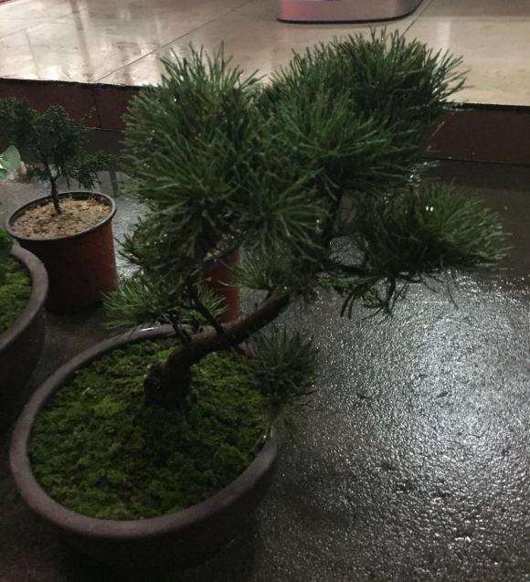 大阪松盆景黄叶怎么办