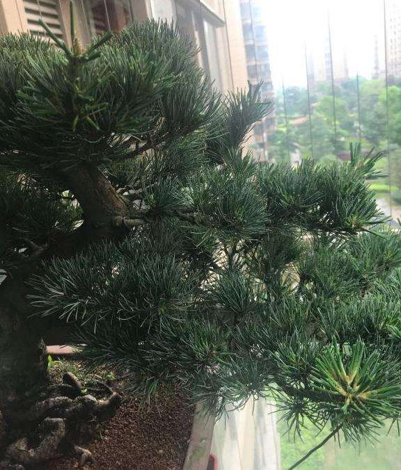 大阪松盆景怎么摘芽