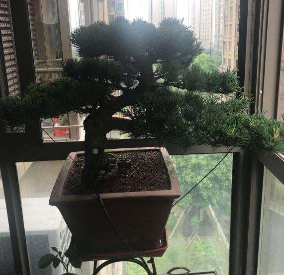 大阪松盆景怎么摘芽