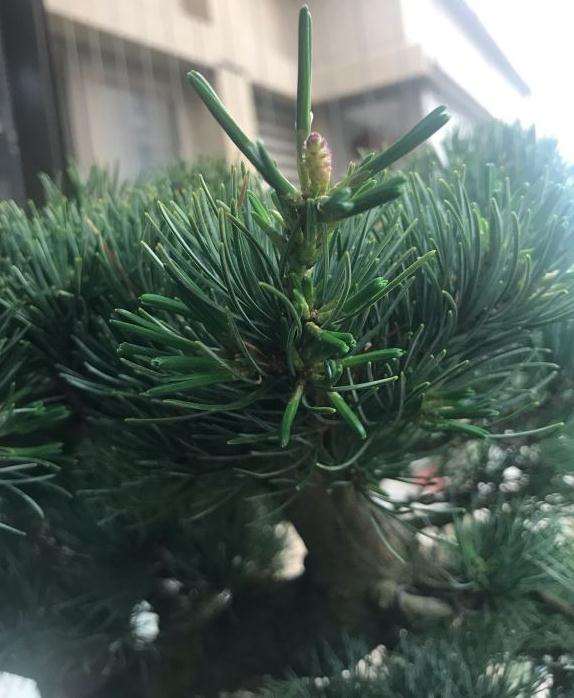 大阪松盆景怎么摘芽