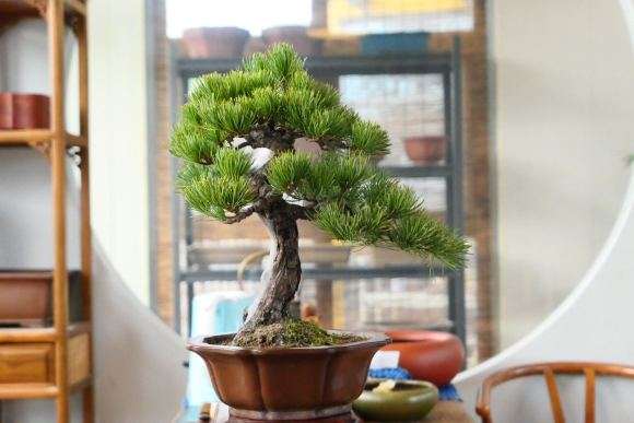 帮朋友修剪的一棵小大阪松盆景