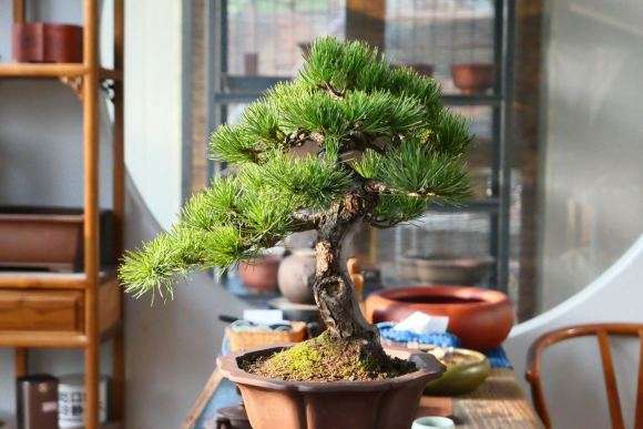 帮朋友修剪的一棵小大阪松盆景