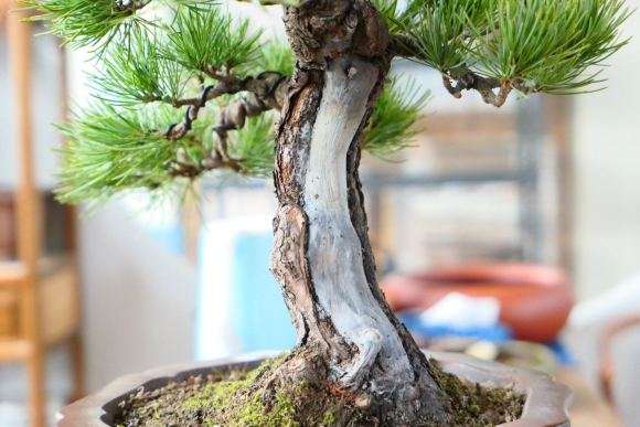 帮朋友修剪的一棵小大阪松盆景