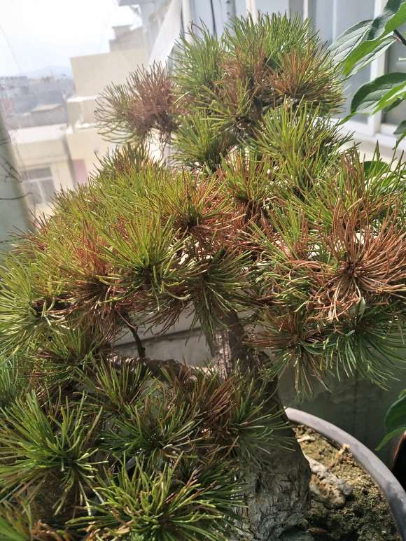 这棵大阪松盆景怎么回事