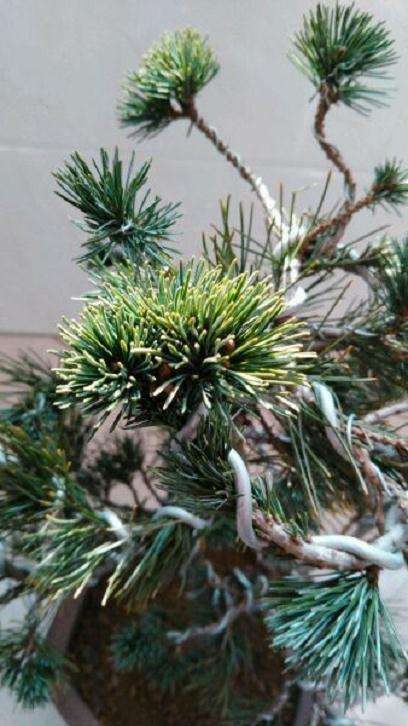 这个盆景是金针大阪松吗