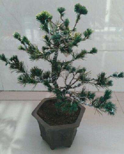 这个盆景是金针大阪松吗