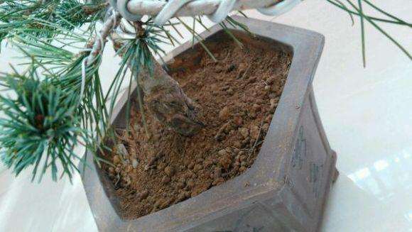 这个盆景是金针大阪松吗