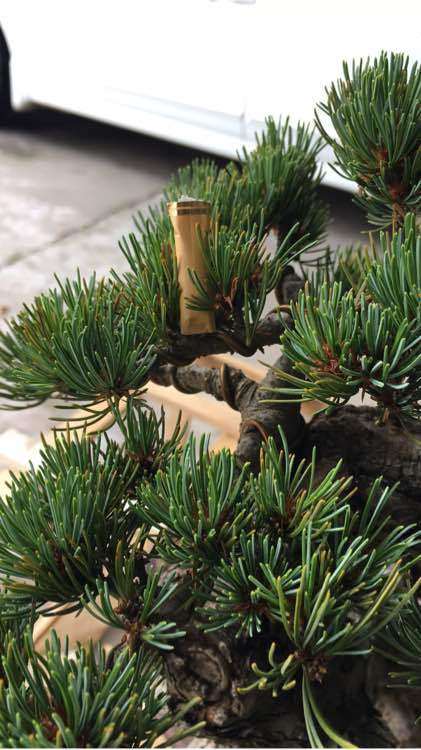 这是什么五针松盆景