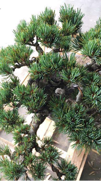 这是什么五针松盆景