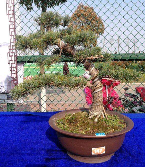 大阪松盆景换盆了