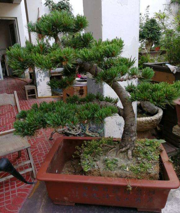 大阪松盆景换盆了