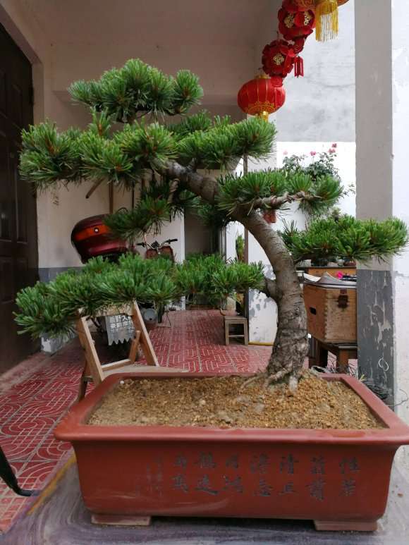 大阪松盆景换盆了