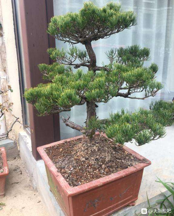 原生大阪松盆景,大概值多少钱。