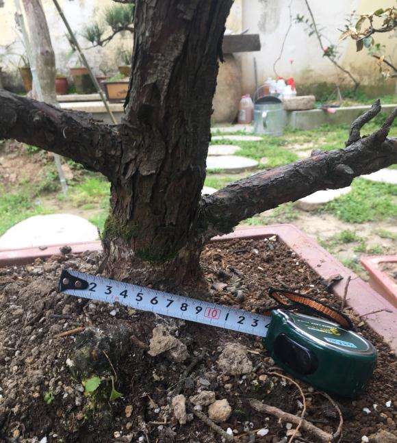 原生大阪松盆景,大概值多少钱。