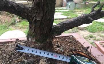 原生大阪松盆景 大概值多少钱 800贵吗