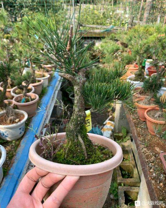 大阪松盆景用赤玉土种好吗